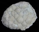 + Uncleaned Holocystites Cystoids (Wholesale Flat) - Indiana #61873-2